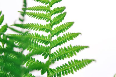 Eğrelti otu yapraklarının yeşil arka planı. kopyalama alanı