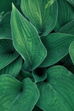 Yaprak konakların yeşil arka planı. Doğa arka planı