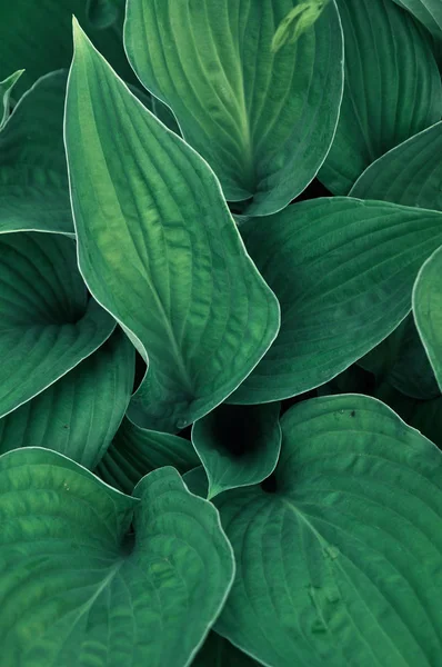 Yaprak konakların yeşil arka planı. Doğa arka planı