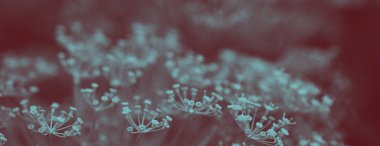 Bulanık bir arka plan üzerinde dereotu çiçek tonda fotoğraf. Kavram. Afiş.