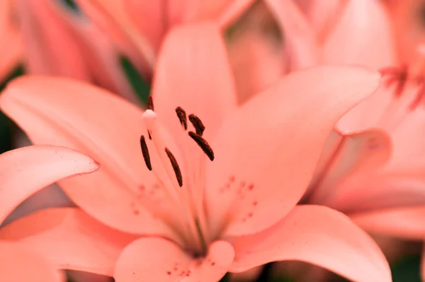 Zarte rosa Korallenlilie blüht im Sommer hautnah im Garten — Stockfoto