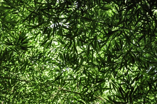 Fundo texturizado de folhas verdes em ramos de bambu quando visto de baixo para cima em um dia de verão — Fotografia de Stock