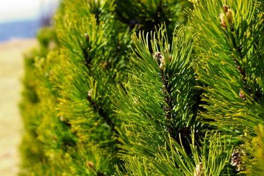 Pinus mugo tree spring detail clipart