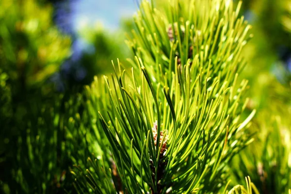 Pinus Mugo Strom Jaře Detail — Stock fotografie