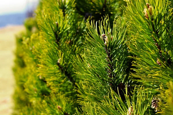 Pinus Mugo Δέντρο Λεπτομέρεια Άνοιξη — Φωτογραφία Αρχείου