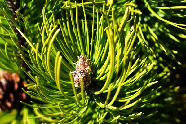 Pinus Mugo Árvore Com Cones — Fotografia de Stock