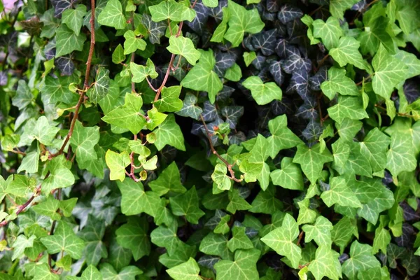 Ivy leafs growing — Stock Photo, Image