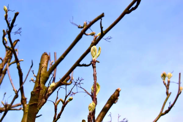 Knospe wächst aus beschädigtem Baum — Stockfoto