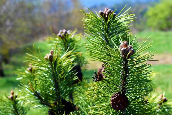 Pinus mugo kúpok — Stock Fotó