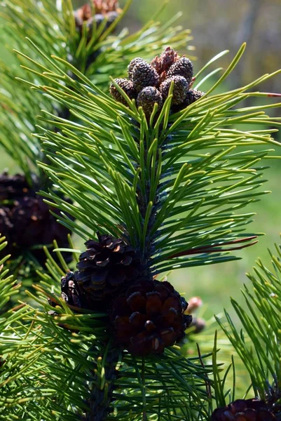 Pinus mugo coni — Foto Stock