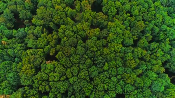 4K aerial view moves rising up from green forest of dense mixed tree tops. Amazing nature background. — Stock Video
