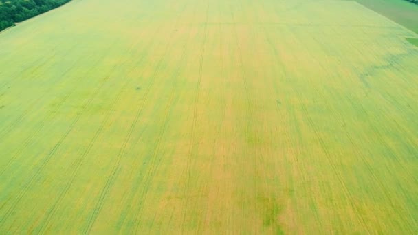 Політ над зеленими і жовтими полями ранньої весни. 4-кілометровий . — стокове відео