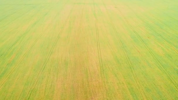 Vista aérea del fondo del campo amarillo y verde. 4K . — Vídeo de stock