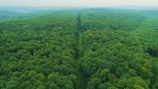 Vue aérienne de la transition sans couture de la croissance dense de la forêt et d'un long sentier au milieu de celle-ci . — Video