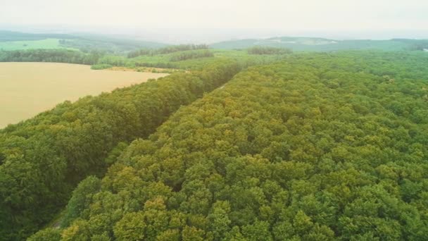 Luftflug über der Straße zwischen dichten Bäumen in herbstlichen Farben. 4k — Stockvideo