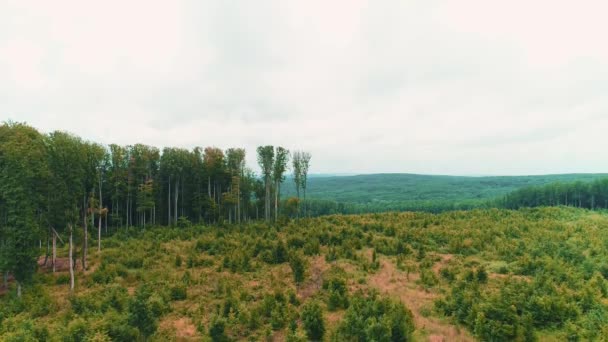 4K аерофотозйомка польоту над красивим зеленим лісом в сільському пейзажі . — стокове відео