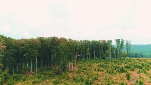 Luftaufnahme von malerischen dichten Bäumen und ebengrünen Bergen. 4k. — Stockvideo