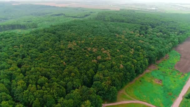 Drohne Luftaufnahme von Mischwald zwischen Bäumen in der sonnigen Frühlingszeit und Fußweg daneben. 4k. — Stockvideo