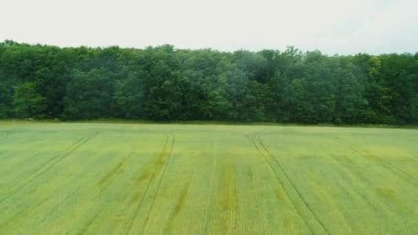 Повітряний вид на безшовний перехід від чистого зеленого поля до щільного лісу та гір. 4-кілометровий . — стокове відео