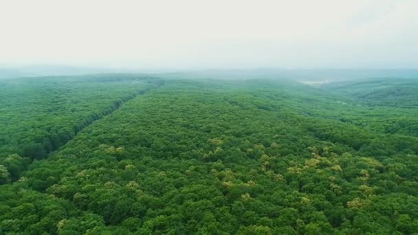 Vue aérienne d'une forêt innocente, pleine de bois denses poussant des deux côtés. 4K . — Video