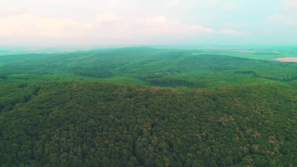 Aerial top view of summer green trees in forest and mountains background. 4K. — Stock Video