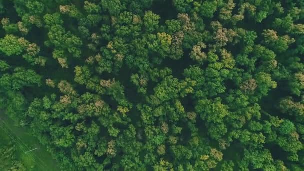Havadan görünüm. Ormanda ağaçların üzerinde dönen drone. 4k. — Stok video