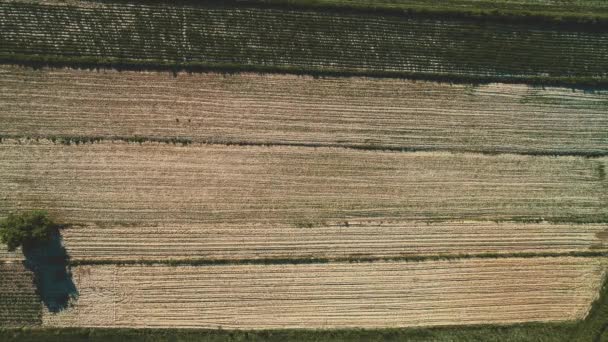 Vue aérienne des champs labourés agricoles cultivés . — Video