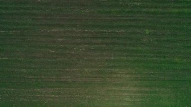 Saf yeşil bitkilerle dolu genç düz alanın havadan görünümü. 4k.