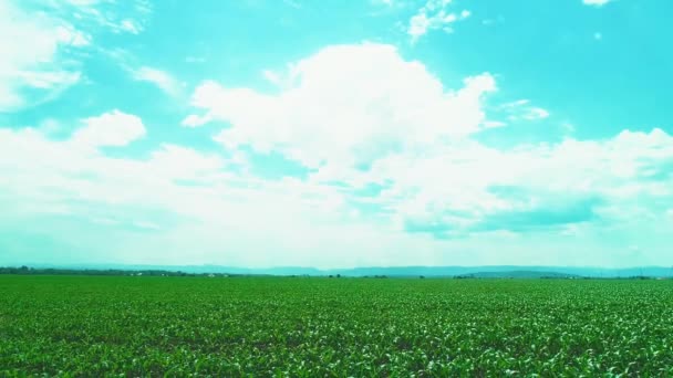 Moving back drone along thick-set bright green field, full of plants. 4K. — Stock Video