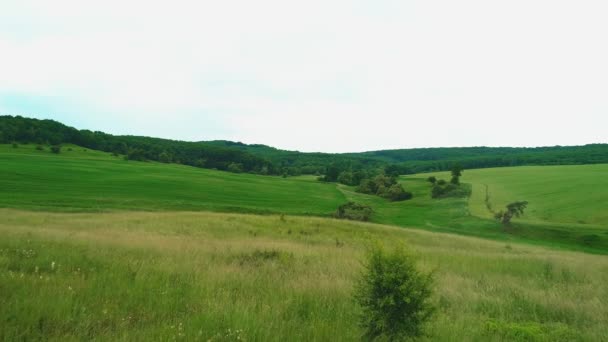 Vue aérienne de champs verdoyants. Vidéo aérienne du drone. Espace de copie. 4K . — Video