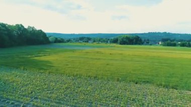 Çayırda vahşi atlar sürüsü üzerinde hava uçuş. 4k.
