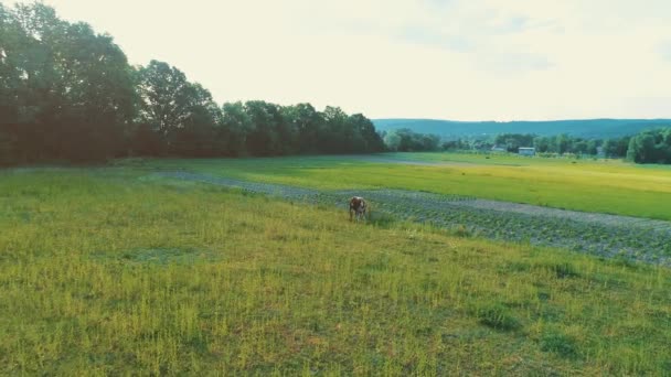 Tiro aéreo de um bezerro ou uma vaca pequena que está no campo gramado verde no campo. 4K . — Vídeo de Stock