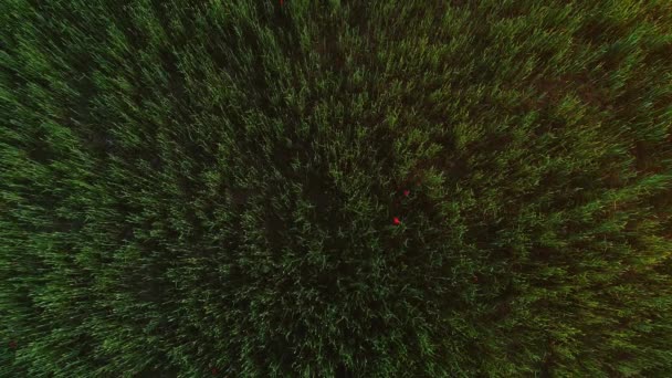 Vue aérienne de l'herbe verte fraîche prise de vue de dessus, avec du vent coulant, texture carrelée transparente et petite fleur de pavot. 4K . — Video