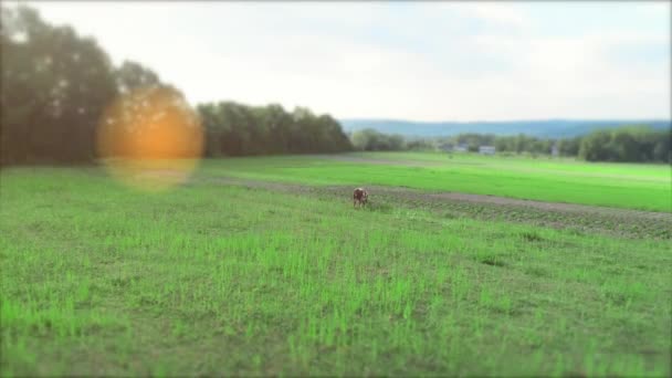 Přehled pastvu krav na venkově za slunečného dne. 4k. — Stock video