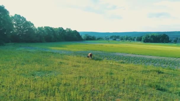 Снимок теленка или маленькой коровы, стоящей на зеленом травянистом поле в сельской местности. 4K . — стоковое видео