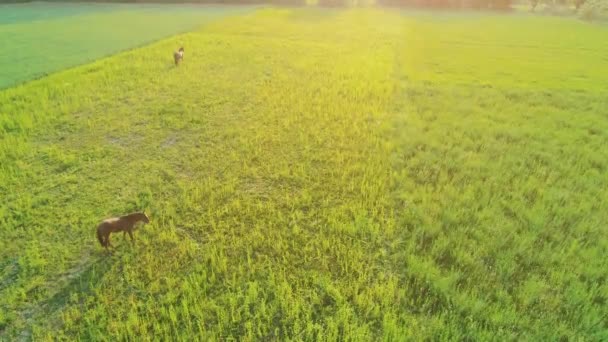 Aerial view of grazing horses colored both in brown color. 4K. — Stock Video