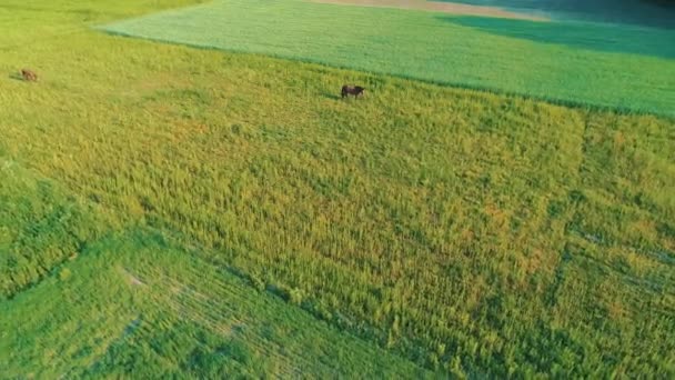 Vuelo de drones en círculo aéreo sobre lindos caballos marrones descansando y pastando la hierba. 4K . — Vídeos de Stock