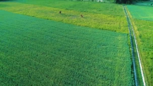 Vue aérienne du zoom arrière de deux chevaux bruns broutant dans un grand champ vert. 4K .