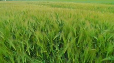 Rüzgar içinde sallanan buğday başakçık yakın. 4k.