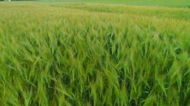 Yeşil bahar buğday tarlası sallıyor. 4k.