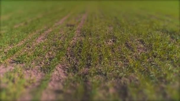 Aerial top view of recently blossomed fields, devided into rows. 4K. — Stock Video