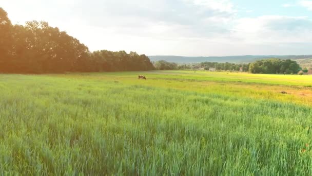 Vue aérienne basse du pâturage de la vache tachetée brune sur grand champ. 4K . — Video