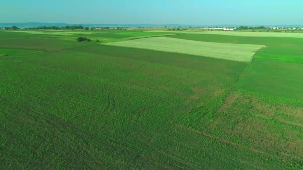 Voar aéreo sobre o campo de plantas verdes e avião decolando. 4K . — Vídeo de Stock