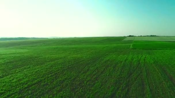 Vol aérien par drone au-dessus d'un champ vert en pleine croissance. 4K . — Video
