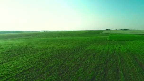 Lot Drone lotnicze nad zielonym polu uprawy. 4K. — Wideo stockowe