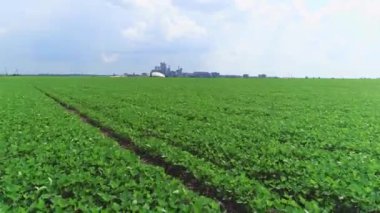 İleri hareket, soya çiçeği tarlaları modern fabrikaya yakın. 4k.
