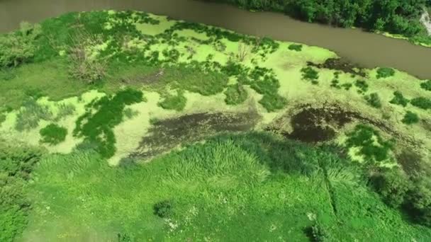 Vue du haut vers le bas du marais vert luxuriant et de la rivière sale. 4K .