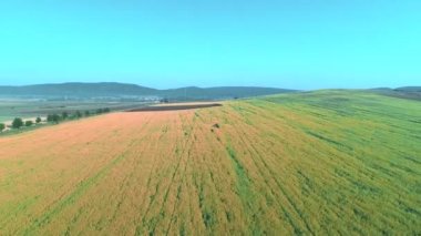 Kahverengi sürülmüş alanlar arasında bulunan parlak yeşil verimli alan, etkileyici hava çekim. 4k.