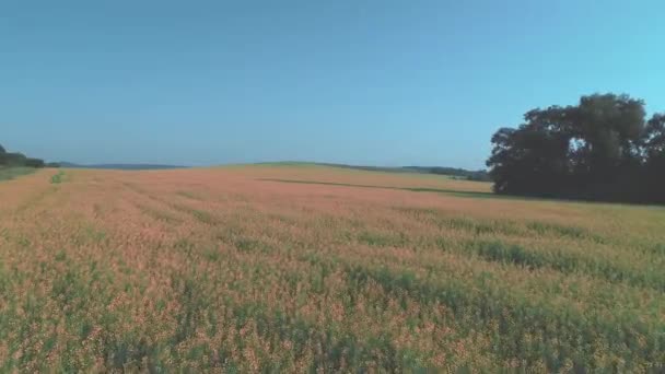 Légifelvétel panoráma. Alacsony kilátás nyílik egy zöld táj. 4k. — Stock videók