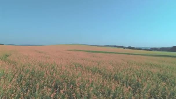 Prachtige lage vlucht over rode boekweit bloemen geschud door wind op uitgestrekte veld tegen blauwe hemel. 4k. — Stockvideo